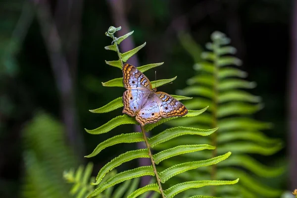 在蕨叶上的美丽的白色孔雀蝴蝶的特写 — 图库照片