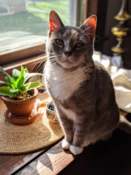 창턱에 귀여운 고양이의 — 스톡 사진