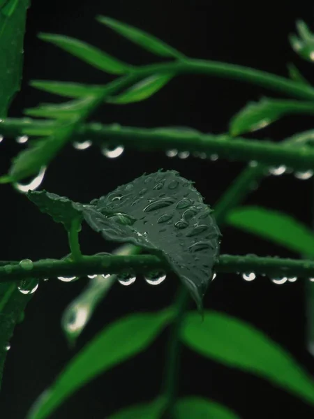 Вертикальный Снимок Зеленых Листьев Покрытых Капельками Воды Размытом Фоне — стоковое фото