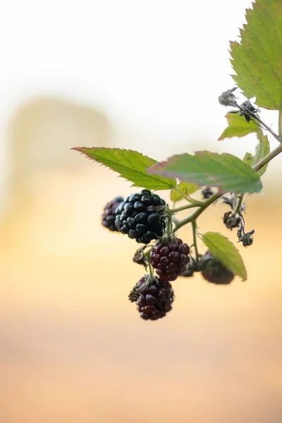 Vertical Closeup Shot Blackberries Found Growing Wild — Stock Photo, Image