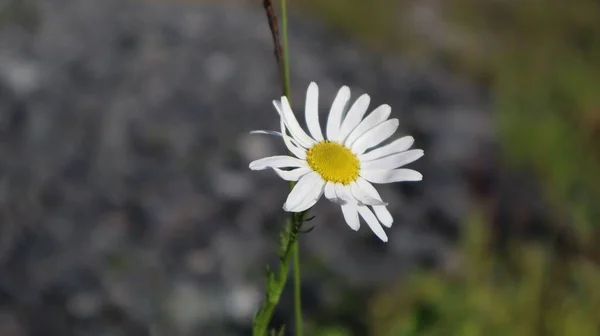 Macro Shot White Daisy Flower Tripleurospermum Inodorum Blooming Yard Blurry — Stock Photo, Image