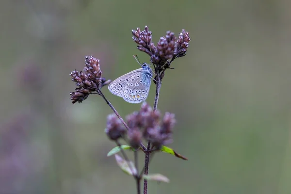 Ένα Κοντινό Πλάνο Μιας Μπλε Πεταλούδας Πάνω Στο Λουλούδι — Φωτογραφία Αρχείου