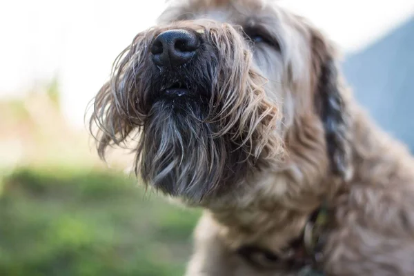 Retrato Cerca Del Hermoso Perro Wheaten Terrier Recubierto Suave Con — Foto de Stock