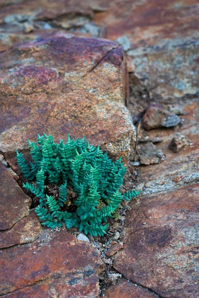 Vertical Shot Small Plant Growing Out Solid Rock — Stock Photo, Image