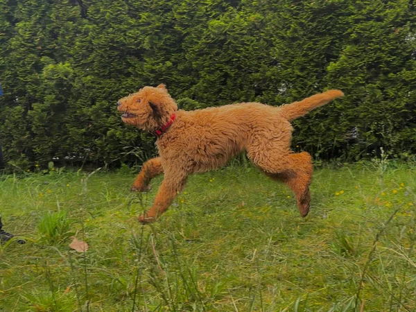 Пейзаж Собакой Пуделем Фоне Травы Цветов — стоковое фото