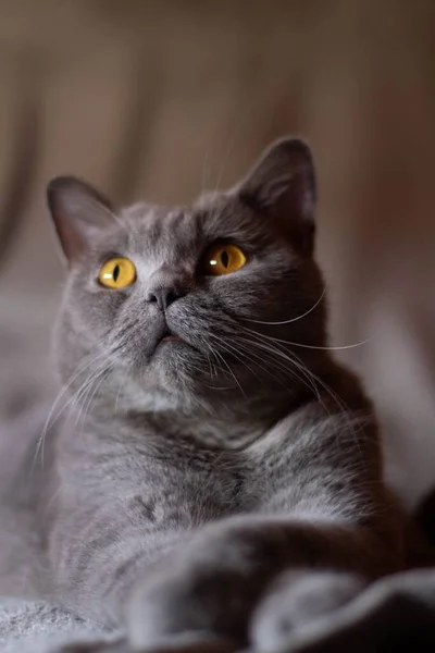 Eine Vertikale Aufnahme Einer Flauschigen Grauen Katze Mit Ernsten Augen — Stockfoto