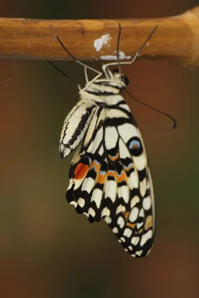Eine Vertikale Nahaufnahme Eines Schwalbenschwanzfalters Papilio Demoleus — Stockfoto