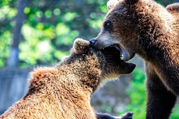 Zbliżenie Ujęcie Gry Niedźwiedzie Brunatne Zoo Rozmytym Tle — Zdjęcie stockowe