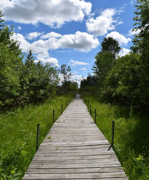 Krásný Záběr Dřevěnou Cestičku Obklopenou Zelenými Stromy Pod Modrou Oblohou — Stock fotografie