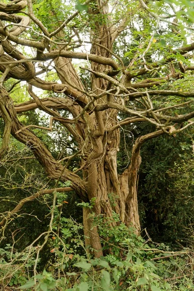秋には湾曲した枝を持つイチイの木の垂直ショット — ストック写真