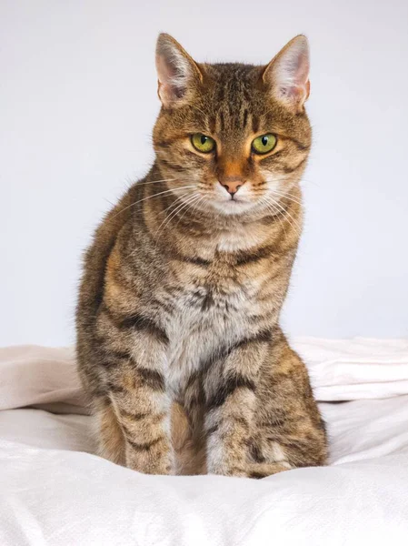 아름다운 줄무늬 베이트 고양이의 수직감싼 Serpentine Green 눈으로 카메라를 — 스톡 사진