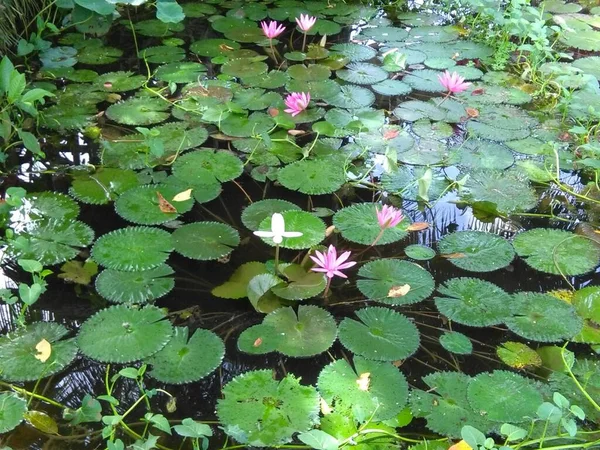 Belas Flores Lótus Folhas Uma Lagoa — Fotografia de Stock