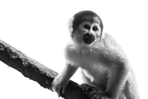 Μια Γκρι Φωτογραφία Μιας Μαύρης Μαϊμούς Σκίουρου Που Βρέθηκε Σκαρφαλώνει — Φωτογραφία Αρχείου