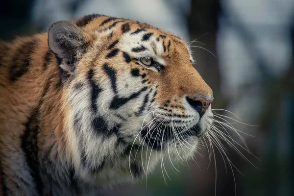 Detailní Záběr Detailů Krásného Bengálského Tygra Lese — Stock fotografie