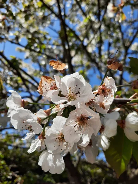 春の花の素晴らしい眺め — ストック写真