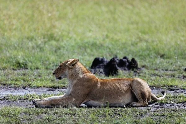 Een Prachtig Uitzicht Een Leeuwin Liggend Het Modderige Gras Masai — Stockfoto