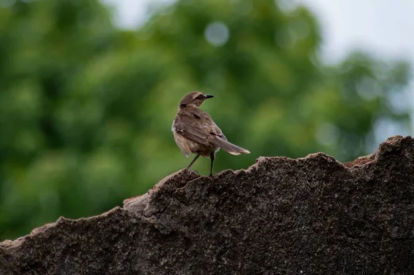 Closeup Shot Chalk Browed Mockingbird Standing Ledge Stone Found Outdoors — Stock Photo, Image