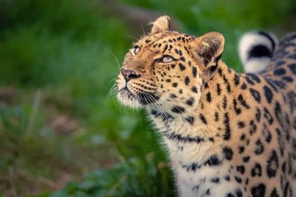 Eine Nahaufnahme Eines Schönen Chinesischen Leoparden Der Einem Wald Aufblickt — Stockfoto