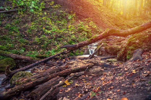 森の中の木々に輝く太陽の美しいショット — ストック写真