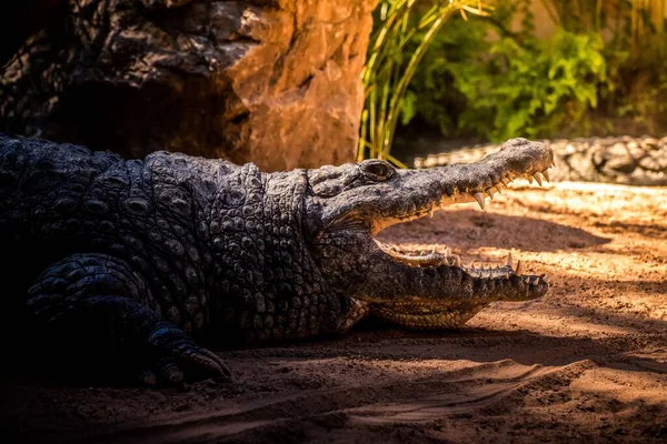 Profil Portret Nilu Krokodyl Otwiera Usta Podczas Odpoczynku Pod Sunlight — Zdjęcie stockowe
