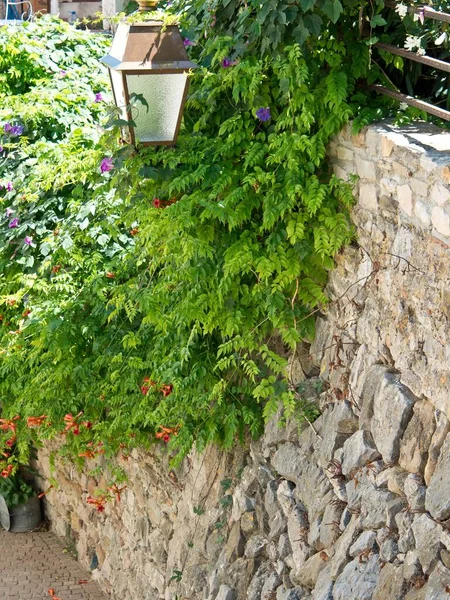 Pionowe Ujęcie Zielonych Liści Wisi Kamiennej Ścianie Latarnią Uliczną — Zdjęcie stockowe