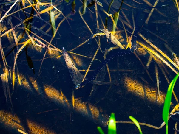 池で泳ぐ水ヘビ — ストック写真
