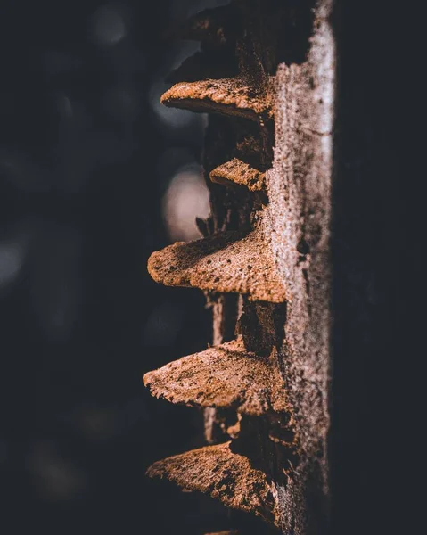 Tiro Perto Vertical Cogumelos Musgosos Crescendo Tronco Árvore Dia Ensolarado — Fotografia de Stock