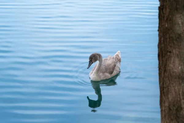 Una Hermosa Toma Cisne Vadeando Lago — Foto de Stock