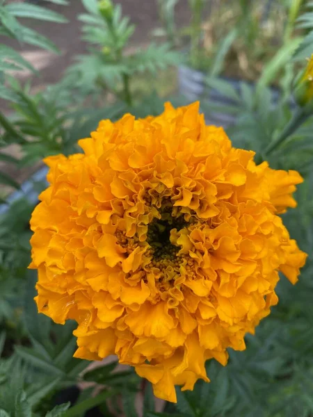 Sarı Kadife Çiçeğinin Dikey Yakın Çekimi Tagetes — Stok fotoğraf
