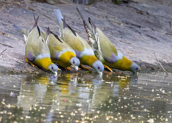 Ein Schwarm Gelbfüßiger Grüner Tauben Trinkt Wasser Einem Seeufer Mit — Stockfoto