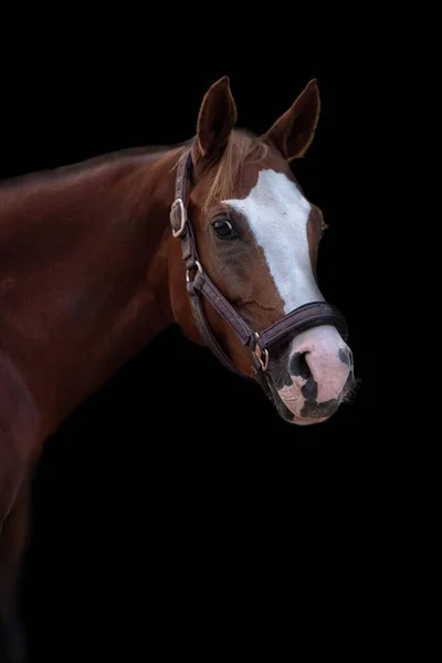 Retrato Uma Cabeça Cavalo Mare Com Freio Isolado Contra Fundo — Fotografia de Stock