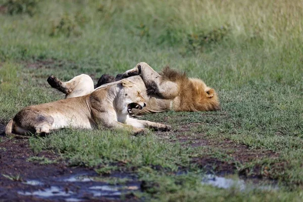 Eine Löwin Gähnt Während Ein Männlicher Löwe Auf Dem Rücken — Stockfoto