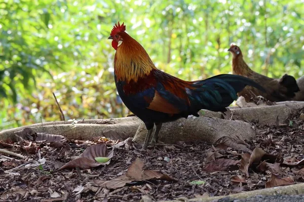 雄鶏のクローズアップ バックで鶏と庭の葉の上を歩くコック — ストック写真