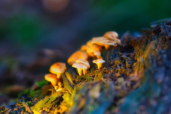 Close Cogumelos Laranja Mycena Encontrados Crescendo Natureza — Fotografia de Stock