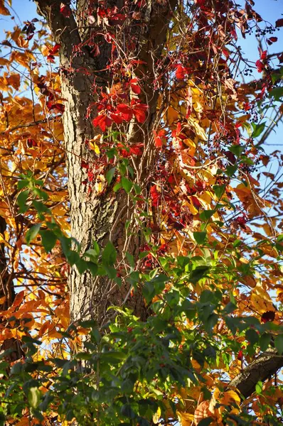 Kleurrijke Herfst Boom Takken — Stockfoto