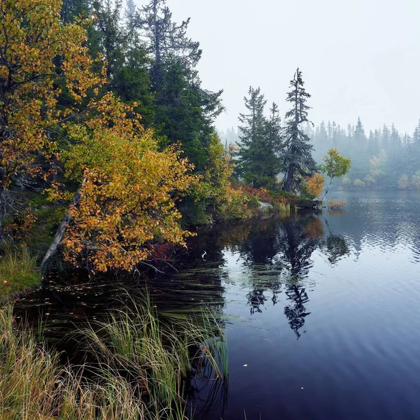 Krásná Scenérie Lesa Svartdalstjerna Podzim Jezerem Ranní Mlhou — Stock fotografie
