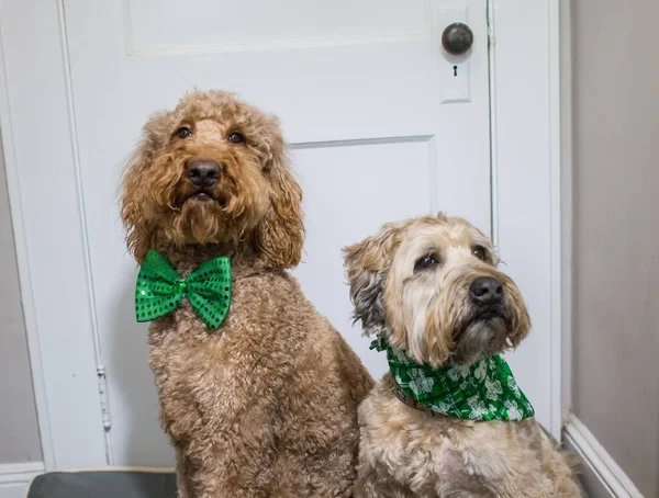 Closeup Portrait Labradoodle Green Bow Soft Coated Wheaten Terrier Dog — Stock Photo, Image