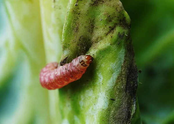 Caterpillar Eating Leaf Macro Shot — Stock Photo, Image
