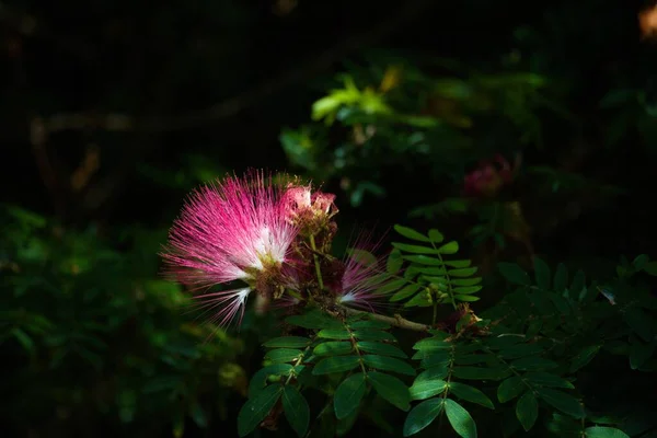 Μια Όμορφη Θέα Ενός Ροζ Τροπικού Λουλουδιού Στον Ήλιο — Φωτογραφία Αρχείου