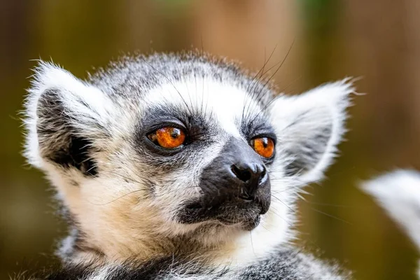 Closeup Shot Face Lemur Zoo Blurred Background — Stock Photo, Image