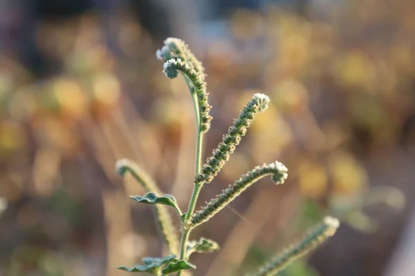 Närbild Skott Vacker Heliotropium Indikum Blomma Växer Skogen — Stockfoto