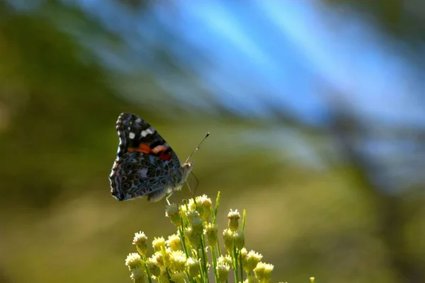 A closeup of a painted lady butterfly on wildflowers in a field with a blurry background