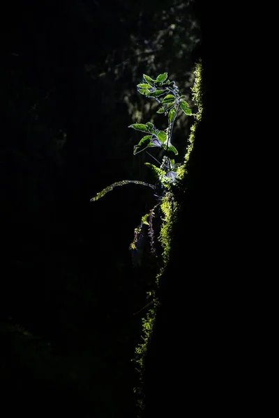 Egy Függőleges Lövés Egy Erdőről Sötétben — Stock Fotó
