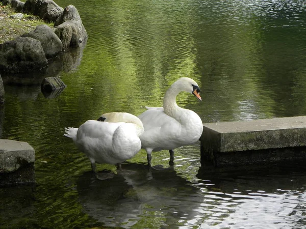Прекрасный Вид Белых Лебедей Пруду Парке — стоковое фото