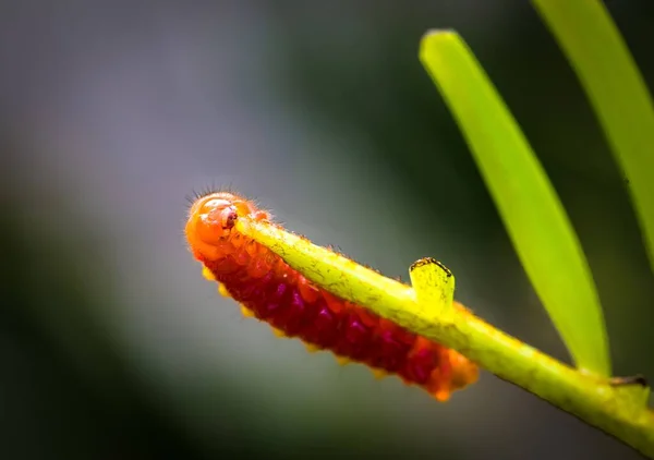 Yeşil Bir Bitkinin Üzerindeki Atala Tırtılının Makro Görüntüsü — Stok fotoğraf
