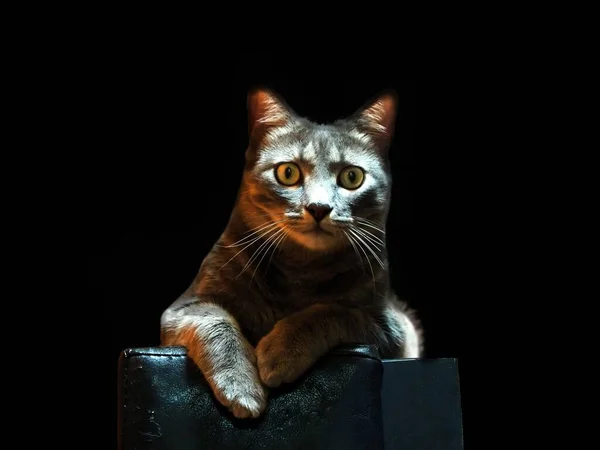 一只可爱的条纹猫在黑暗的背景下的特写镜头 — 图库照片