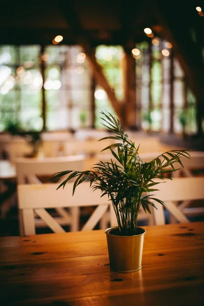 木のテーブルの上のカフェで鍋に成長する小さな植物の垂直ショット — ストック写真