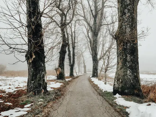 Ένα Μονοπάτι Μέσα Από Δάσος Μια Ομιχλώδη Μέρα Χειμώνα — Φωτογραφία Αρχείου