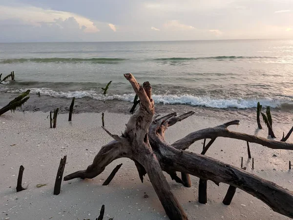 Крупним Планом Шматки Дерева Пляжі — стокове фото