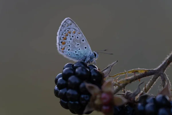 ブラックベリーの上に銀をちりばめた青い蝶のマクロショット — ストック写真